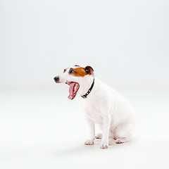 Image showing Small Jack Russell Terrier sitting on white