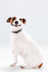 Image showing Small Jack Russell Terrier sitting on white