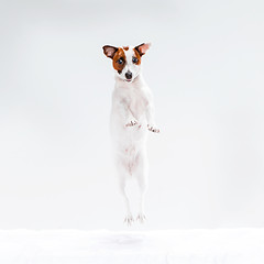 Image showing Small Jack Russell Terrier on white