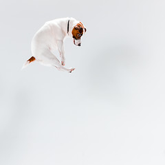 Image showing Small Jack Russell Terrier on white