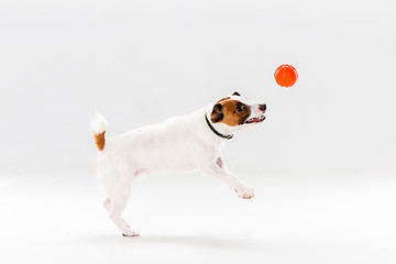 Image showing Small Jack Russell Terrier on white