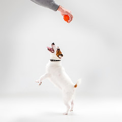 Image showing Small Jack Russell Terrier on white