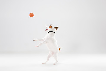 Image showing Small Jack Russell Terrier on white