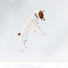 Image showing Small Jack Russell Terrier on white