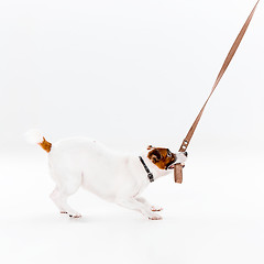 Image showing Small Jack Russell Terrier on white
