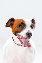 Image showing Small Jack Russell Terrier sitting on white