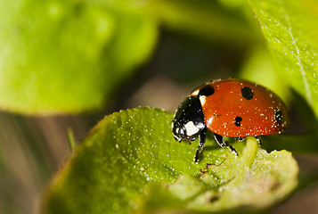 Image showing lady bug