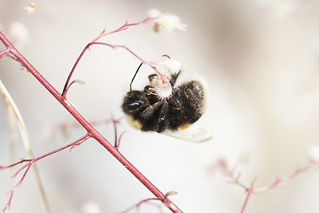 Image showing hanging in there