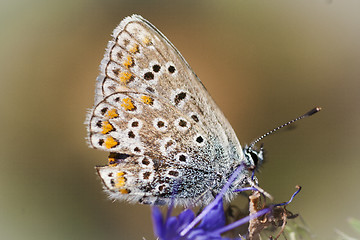 Image showing blue butterfly