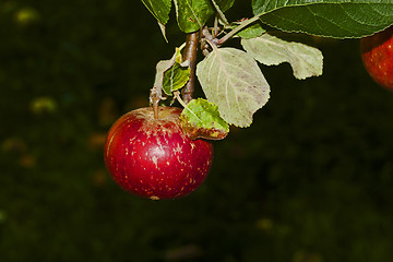 Image showing red apple