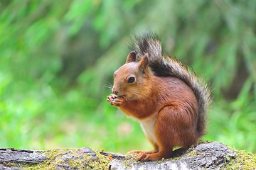 Image showing Cute squirrel eating a nut