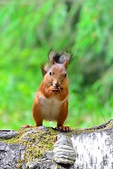 Image showing Cute squirrel eating a nut