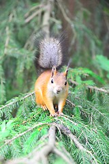 Image showing Squirrel standing in a tree