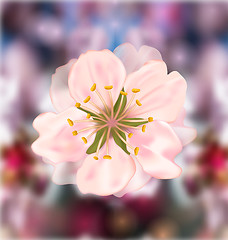 Image showing Cherry Blossom, Blurry Background
