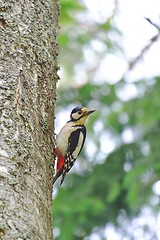 Image showing Woodpecker in a tree