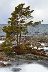 Image showing Pine on a rocky frosty coast