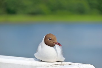 Image showing Black-headed gull