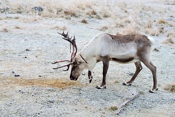 Image showing Reindeer