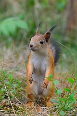 Image showing Young squirrel standing in grass