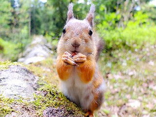 Image showing Close-up of a squirrel eating a nut