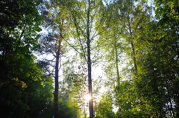 Image showing Sunrays through heart shaped foliage