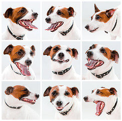 Image showing Small Jack Russell Terrier sitting on white