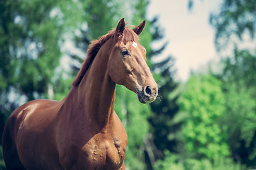 Image showing Horse in the paddock in the evening light