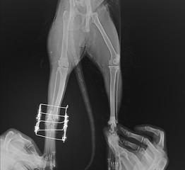 Image showing Postsurgical x-ray image shows an osteosynthesis of  leg cat\'s through a gamma nail.