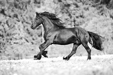 Image showing free friesian horse runs , black and white.