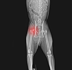 Image showing X-ray of dog pelvis. Dislocation head  femur thigh bone