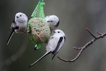 Image showing long tailed tits