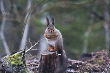 Image showing squirrel on a trunk