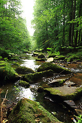 Image showing river in the green spring forest