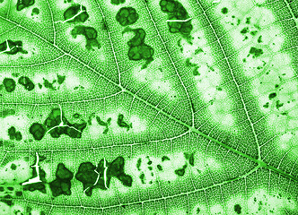 Image showing green leaf texture