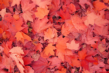 Image showing autumn color background