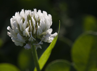 Image showing Flower of white clover