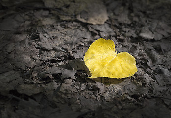 Image showing Lonely autumn leaf