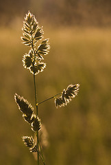 Image showing Blade of grass at sunset