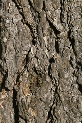 Image showing Pine bark texture