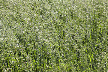 Image showing Grass on a meadow