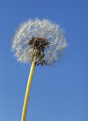 Image showing Fluffy dandelion, close-up