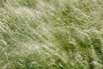 Image showing Grass on a windy day