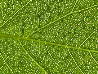 Image showing Green leaf texture