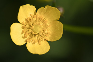 Image showing Yellow wood anemone, Anemone ranunculoides