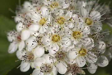 Image showing Saxifrage flowers close-up