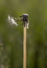 Image showing Fluffy dandelion, close-up