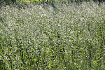 Image showing Grass on a meadow