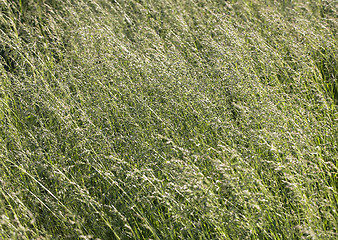Image showing Grass on a meadow