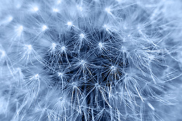 Image showing Fluffy dandelion, close-up