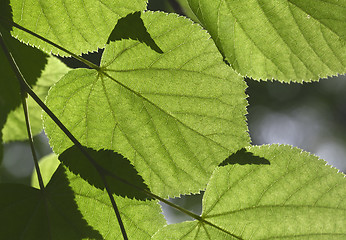 Image showing Linden tree leaves